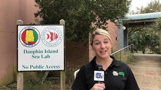 Research at Dauphin Island Sea Lab