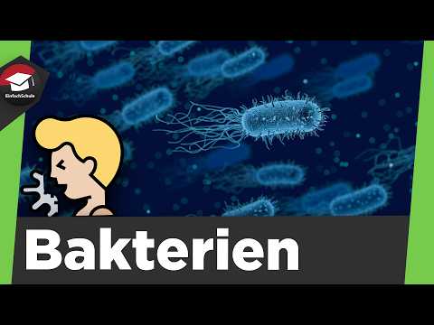 Bakterien einfach erklärt - Aufbau, Vermehrung und Zusammenfassung von Bakterien!