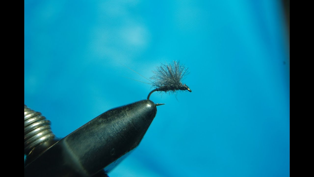 CDC PEACOCK EMERGERTHE DEADLIEST FLIES YouTube