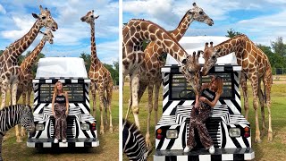 Die Besten Videos 2025 Stern Dutube