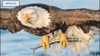 Alouette (Paul Mauriat)