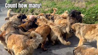 Ever seen so many Leonbergers together like this?