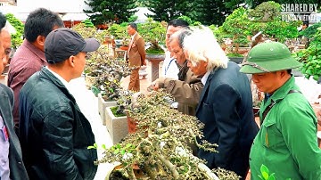 Hình ảnh toàn bộ khu trưng bày bonsai mini triển lãm SVC Bắc Ninh