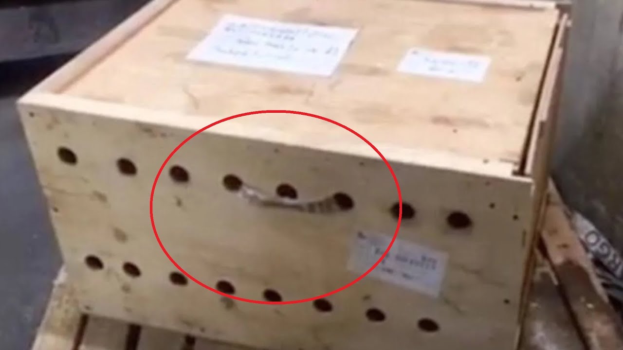 Эта коробка стояла в аэропорту 7 дней, пока в щель не заглянули. Содержимое шокирует