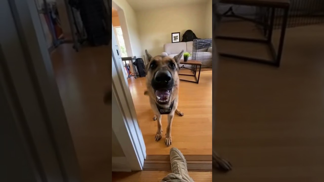 Officer reunites with K9 partner after months apart