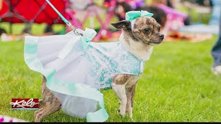 Cinco de Mayo event this weekend in Sioux Falls