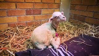 Onderstepoort Veterinary Academic Hospital (OVAH) screenshot 5