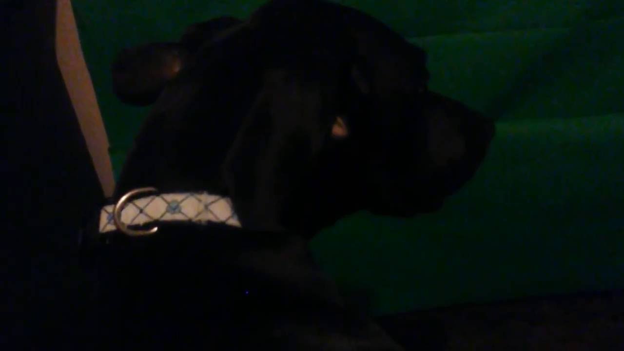 Doggo is Scary parody or satire
