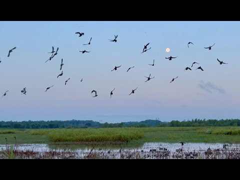 #Teal22: Missouri Teal Hunting at Habitat Flats