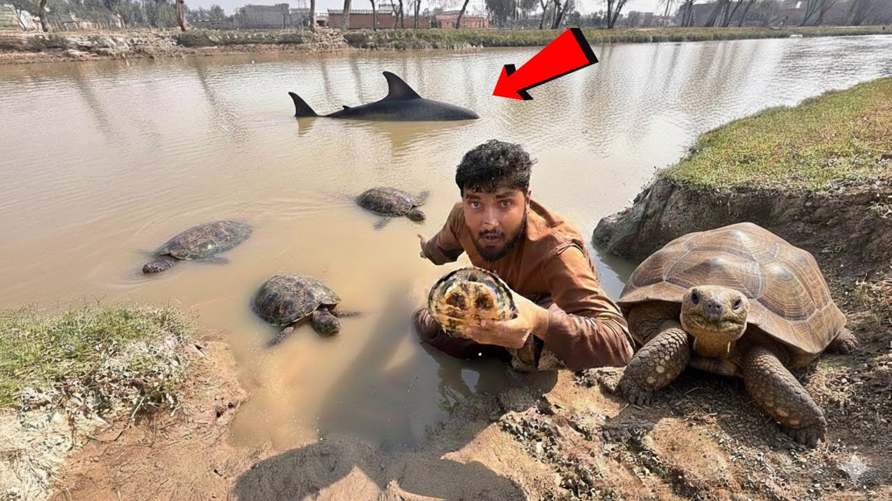 Some thing wrong 😑 with me in canal water 💦// 2 in 1 pet house 🏡 