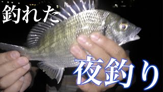 素人２人で夜釣りに行ったら意外な魚が釣れた