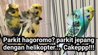 Parkit Hagoromo? Parkit Jepang? Parkit Helikopter? Podo Waee