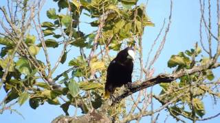 Chesnut-Headed Oropendola Psarocolius Wagleri
