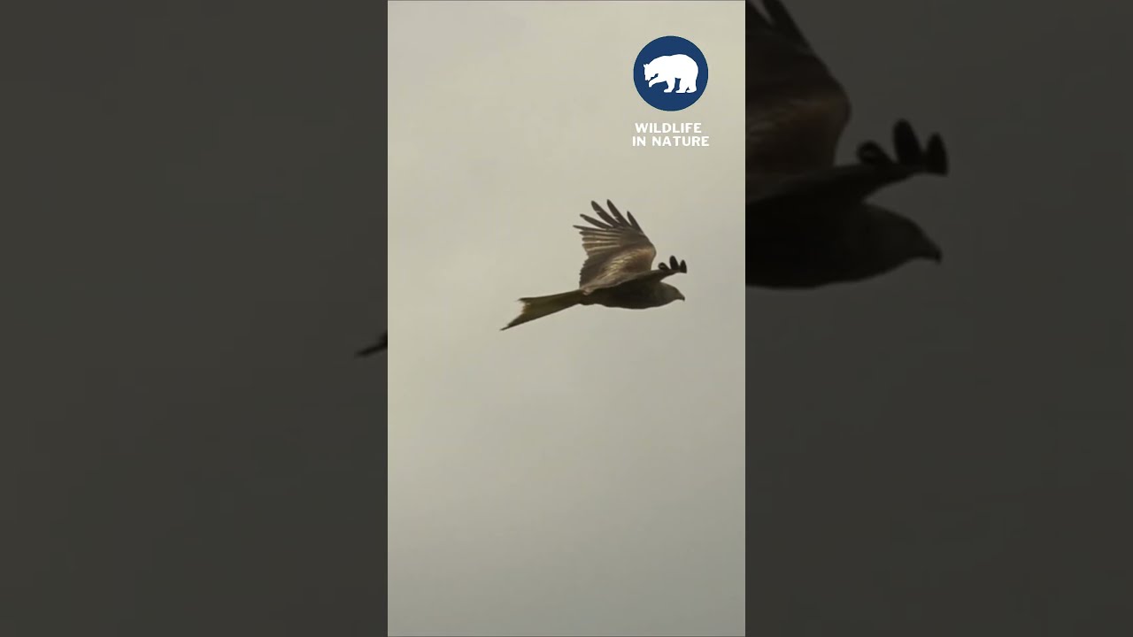 Wildlife In Nature Above The Clouds Soaring Eagle Eagles