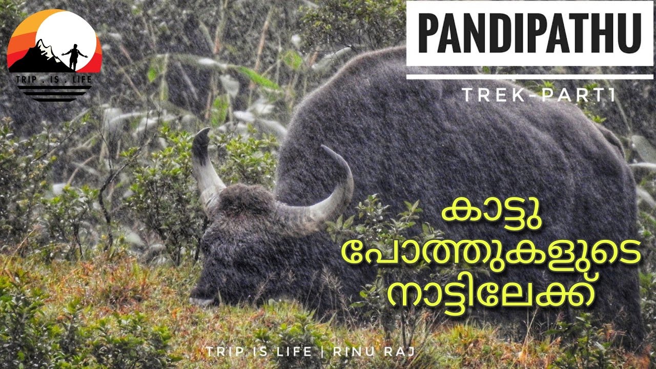 Pandipathu Trek Trivandrum Part1 | Peppara Wildlife Sanctuary