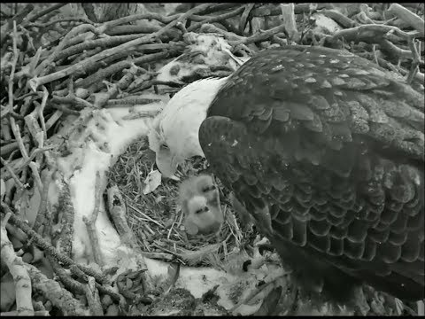 big bear eagle cam