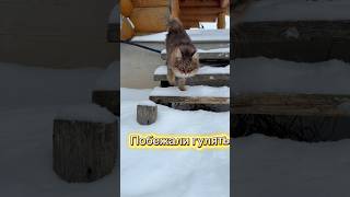 Прогулочка С Дарси😻