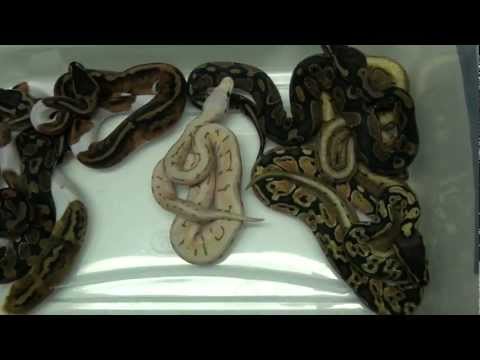 2012 Available Ball Pythons *ALL SOLD!*