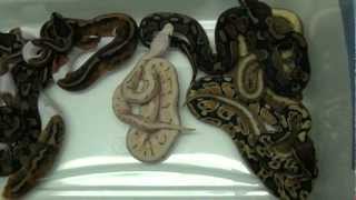 2012 Available Ball Pythons *ALL SOLD!*