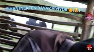 Ci̇han Albayrak İnekten Dayak Yi̇yi̇yor