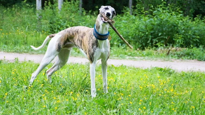 Amazing Tricks You Can Teach Your Whippet!