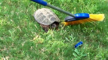 Snapping Turtle