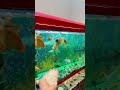 #rock #salt #viral #fish #aquarium #shortvideos #shorts #viralvideos #viralshort #shortsviral