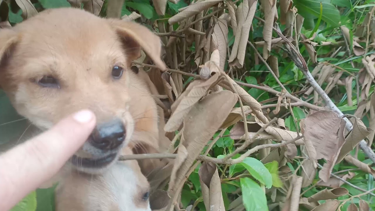 Ada anak anjing comel saya jumpa di dalam hutan guys - YouTube