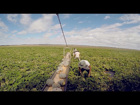 Video: Un Enorme Toro è Cresciuto In Una Fattoria In Australia - Visualizzazione Alternativa