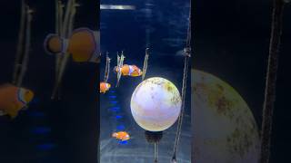 FLORYA AQUARIUM Обязательно посетите! #istanbul #турция #семьявместе #стамбул #travel #путешествия