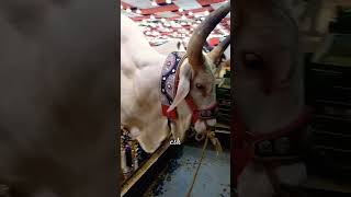 Cattle Farm Karachi shorts cattle cow cattlemarket camel cattles cowmandi horse