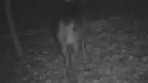 2010 Illinois Hunting Video : Wide Guy - A better ...