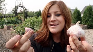 Planting Garlic, Reseeding Lettuce & Root Cellar Update! ‍ // Garden Answer