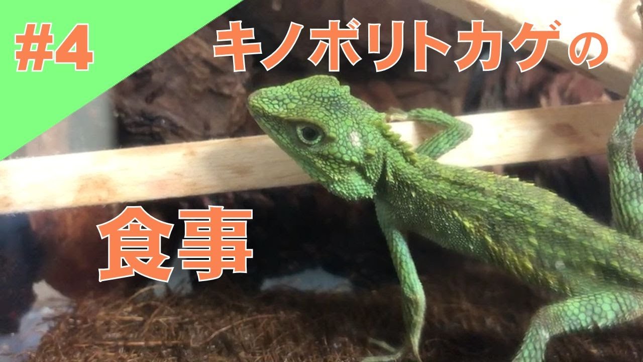 4 バッタを食べます オキナワキノボリトカゲの食事シーン Feeding My Okinawa Tree Lizard Youtube