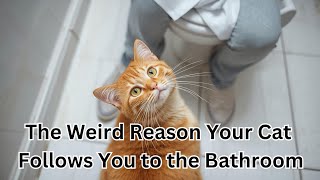 The Weird Reason Your Cat Follows You To The Bathroom