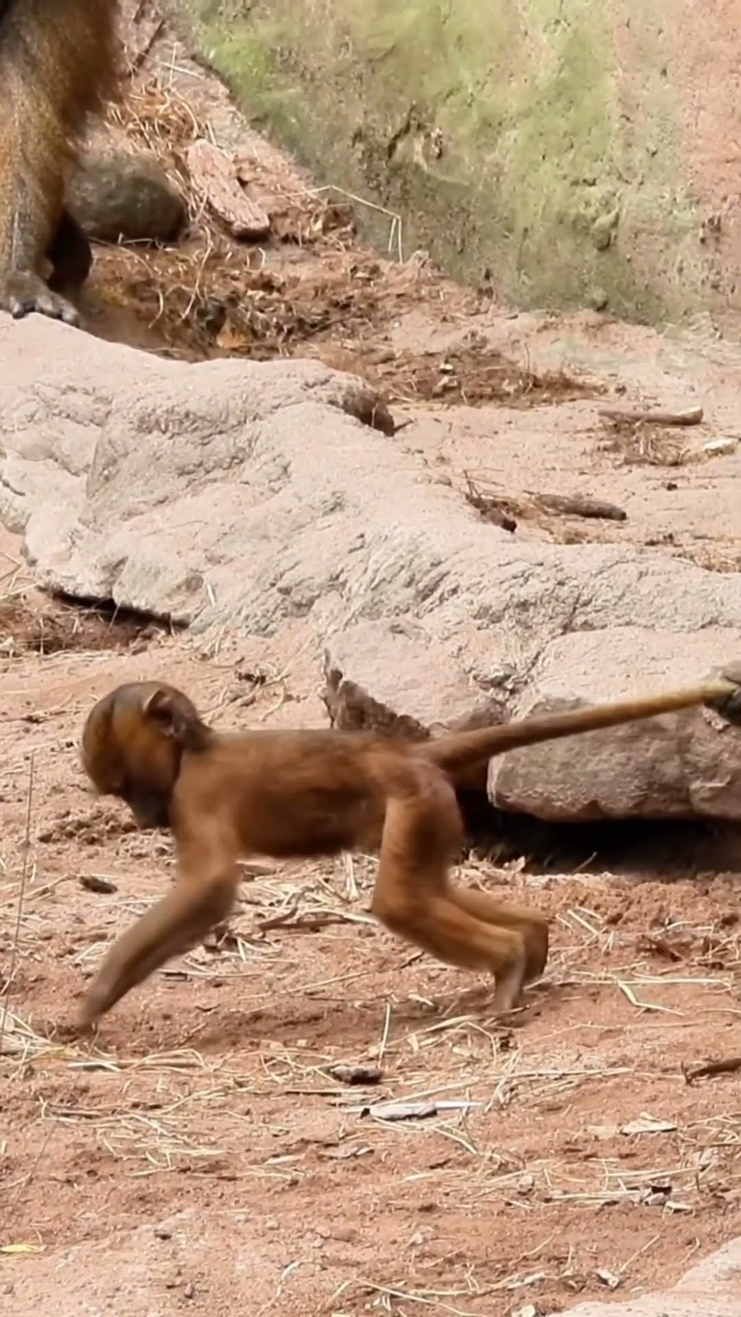 Curious Little Monkey