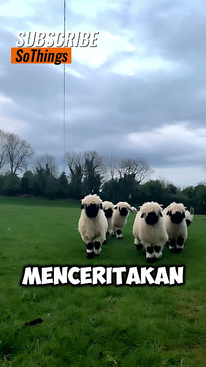 Apakah Kamu Pernah Melihat Domba Shaun The Sheep di Dunia Nyata #farmlife #farm
