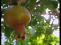 عبد الرحمن علقم        هدى البلبل عالرمان      نجومي
