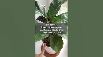 5 новых веток на фикусе Лирата Бамбино - как помогла пробудить почки #фикус #комнатныерастения