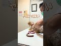 腰が曲がるワンちゃん🐶ゴッドハンドで治します!#shorts