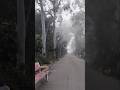#naturelovers #morning #view #winter #travel #foggy #love #emranhashmi #roadtripsongs