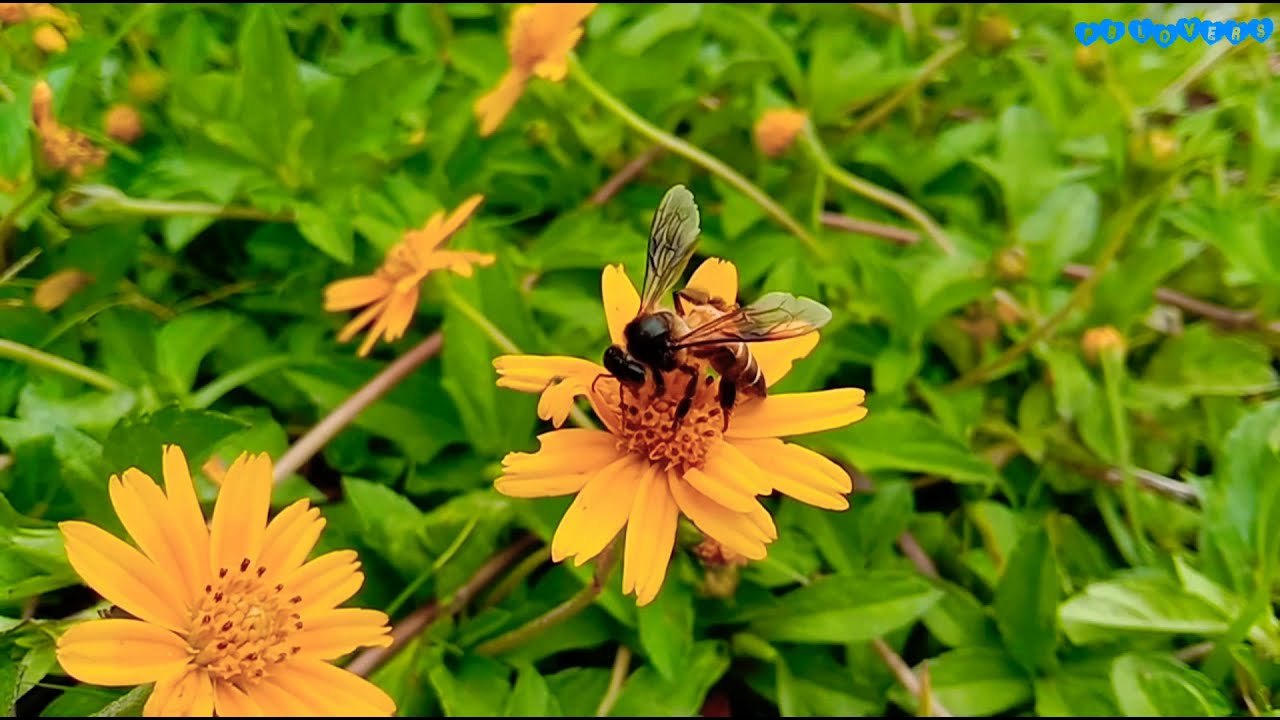 How Do Bees Collect Honey From Flowers How Bees Collect Nectar to