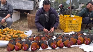 FULL VIDEO : Zon sells wild chickens, vang hoa, king kong amazon