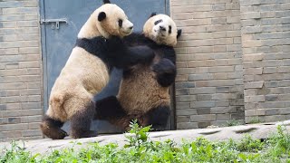 20240423 Le Le 叻叻 & Qing Zai 青仔 pm play fighting @Dujiangyan Chinese Giant Panda Garden 都江堰中华大熊猫苑