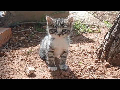 Bir Kedinin Kaderi Annesiz Olup da Çiçekler İçinde Büyüyecek Kadar Güzel midir?