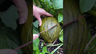 Fruit Cutting MELON Piel De Sapo 🍈😱 #shorts #fruit #fruitcutting #satisfying #food #melon