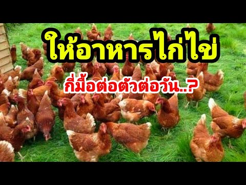 ให้อาหารไก่ไข่ กี่มื้อ ต่อตัวต่อวัน. .