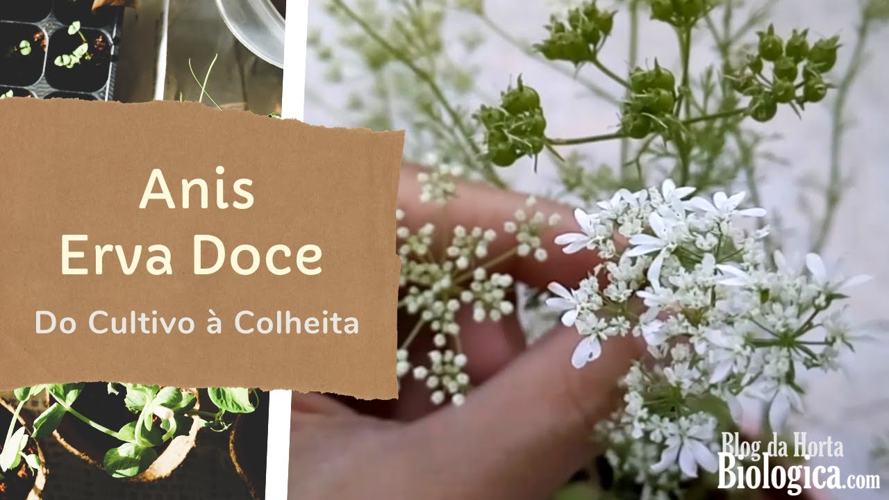 Anis / Erva Doce (Pimpinella anisum) - Do Cultivo à Colheita
