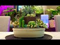 2 Tier Succulents and Cacti Arrangement