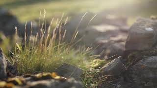 Esther's Island by Davy Clincart